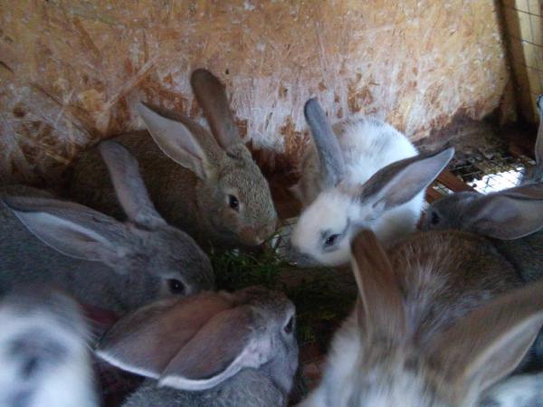 В питомнике живет несколько кроликов разного. Несколько кроликов. Обычный кролик. Кролики домашние много. Много кроликов.