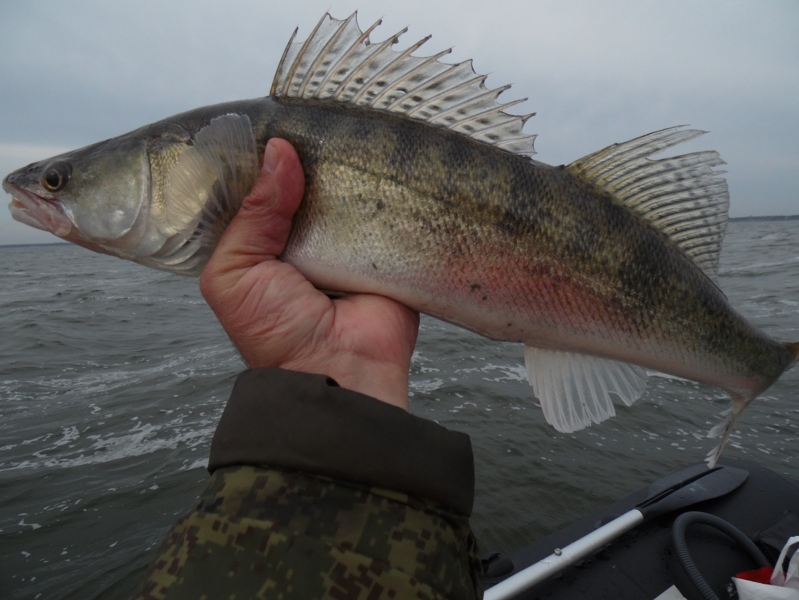Рыбалка в калининграде сегодня. Лещ в Калининградском заливе. Рыбалка в Калининградской области. Продам двух окуней. Руки отпускают окуня.
