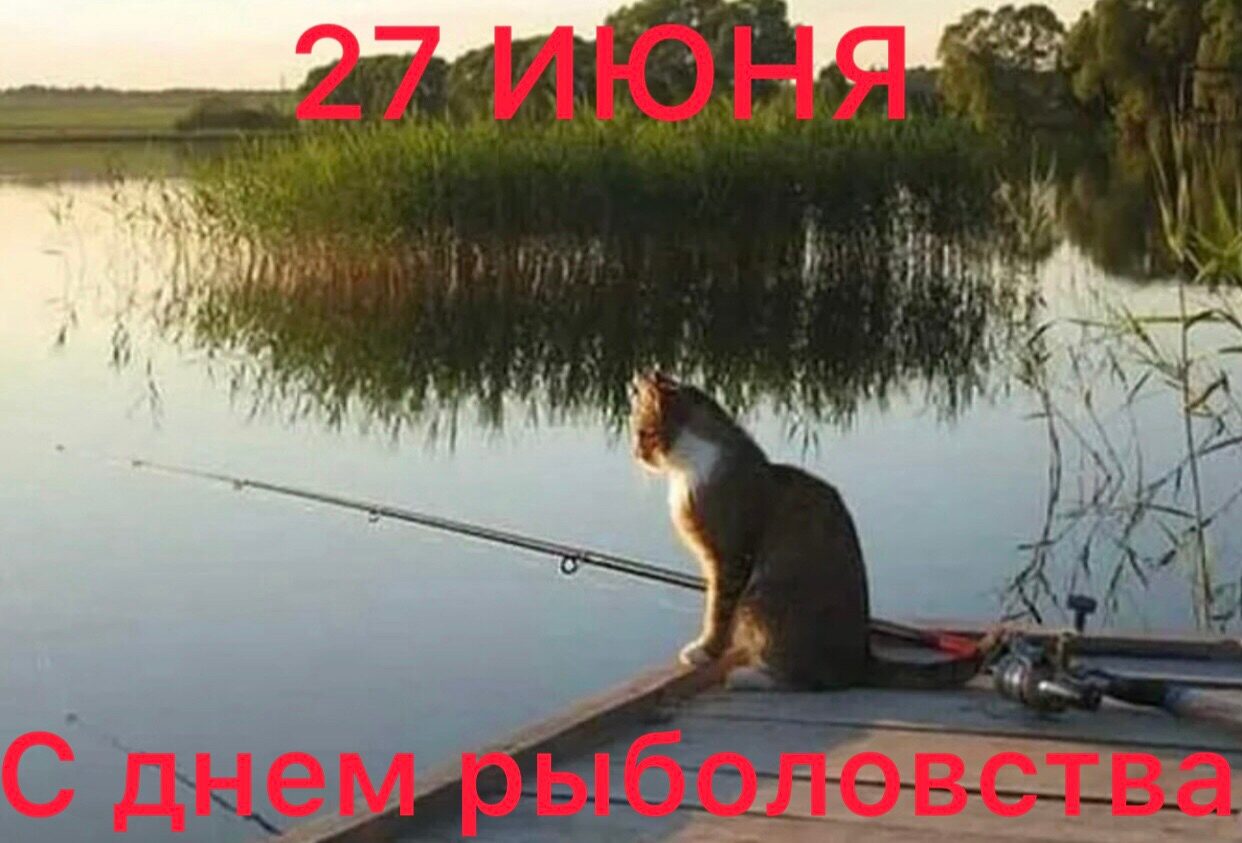 Рыбалка лучший клев. Кот Рыбак. Кот на рыбалке. Рыбалка летом.