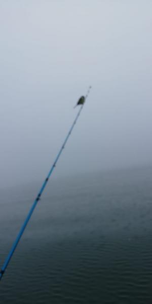 Фото 1 птичка в заливе