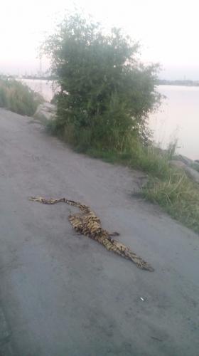 В Прегольском рыбаки поймали и съели тигра, шкуру бросили